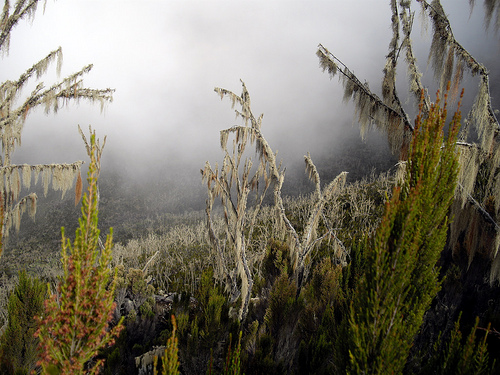 Килиманджаро. Граница дождевого леса.