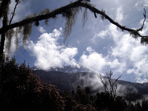Вид на Килиманджаро с границы леса